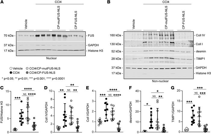 FUS nuclear translocation regulates the expression of fibrotic markers i...