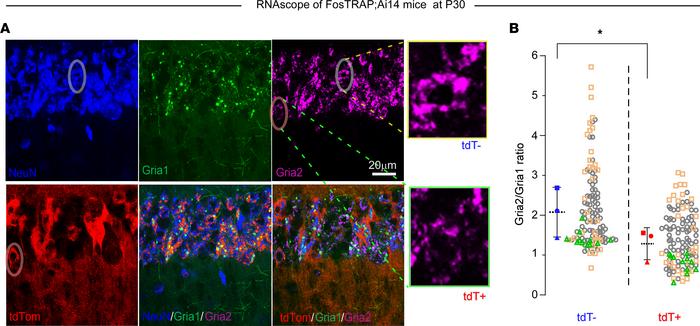 JCI - Reversible synaptic adaptations in a subpopulation of murine ...