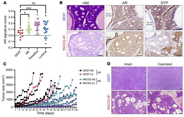 AR signaling in the WCM154-CMV-fNICD2 model.
(A) AR signature scores wer...
