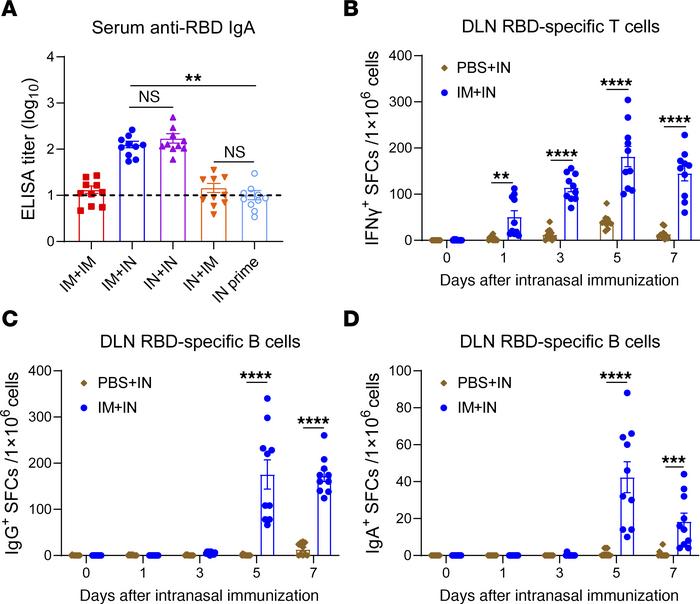 An IN booster induces a rapid and robust secondary immune response upon ...