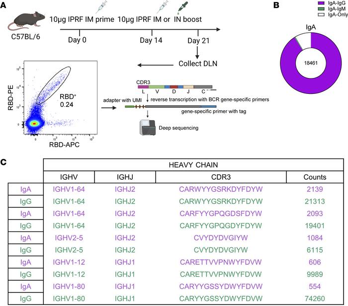 RBD-specific IgA+ B cells exhibit high clonal similarity to IgG+ B cells...