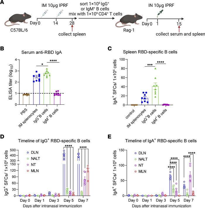 RBD-specific IgA+ B cells predominantly class switch from IgG+ B cells f...