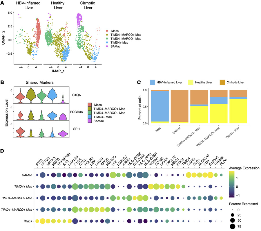 Comparison of iMacs during HBV-related inflammation with healthy and cir...