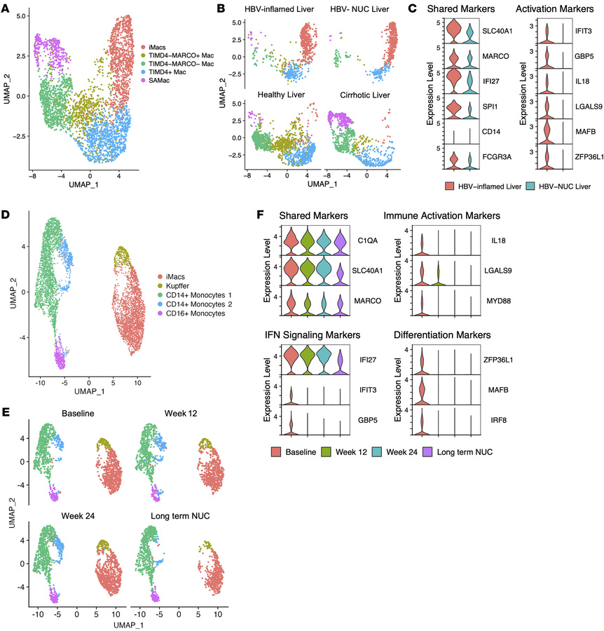 Single-cell-level comparison of iMacs during HBV-related inflammation wi...