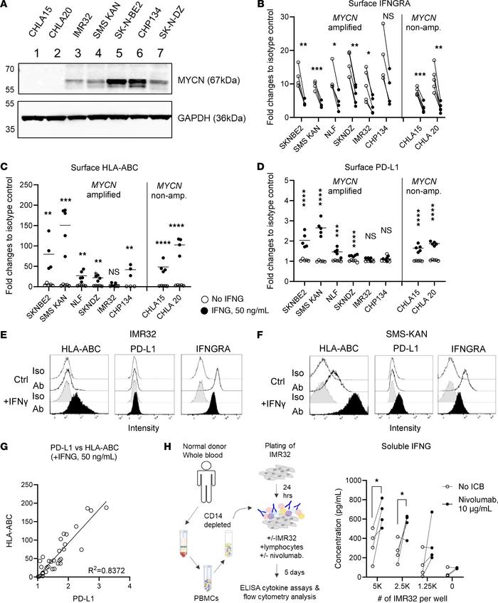 Human NB cells responded to IFNG stimulation.
(A) Expression of the MYCN...