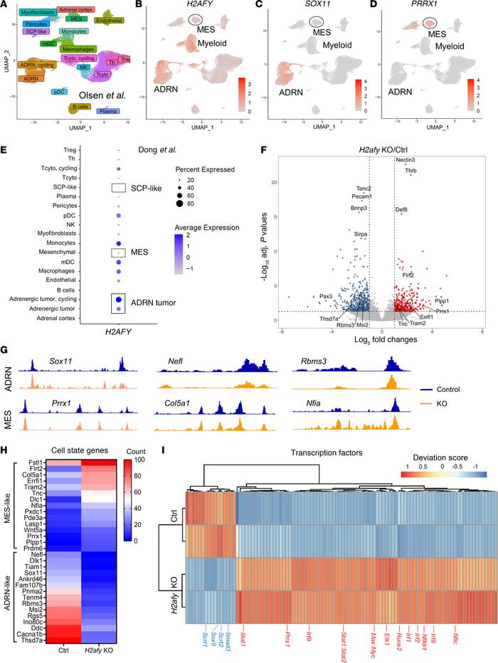 
H2AFY sustained the ADRN cell state in MYCN-driven NB.
(A) scRNA-Seq wa...