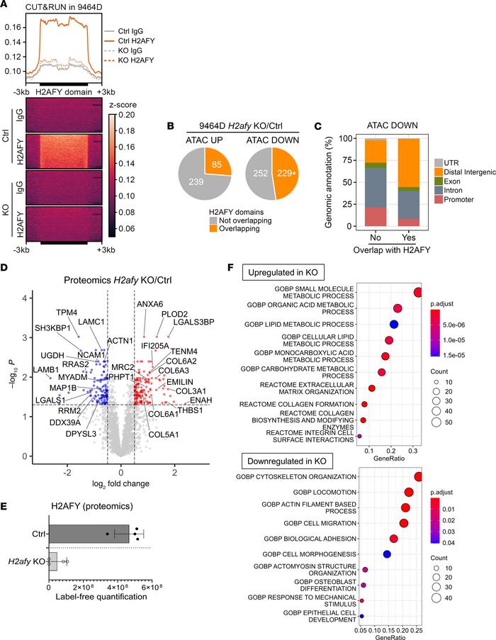Epigenetic and translational profiling of H2afy-deficient NB cells.
The ...