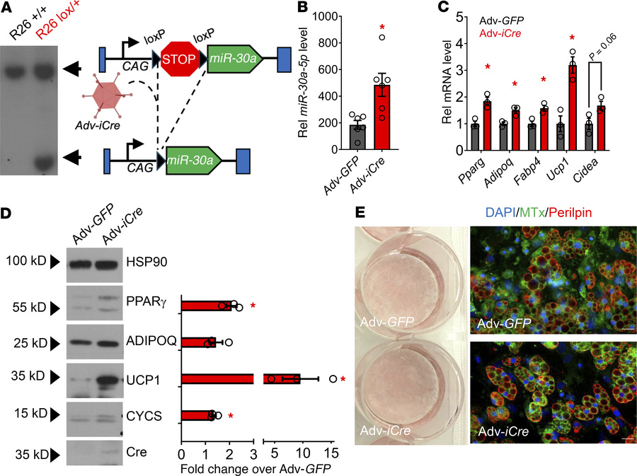 Enforced miR-30a expression increases adipocyte differentiation.
(A) Sou...