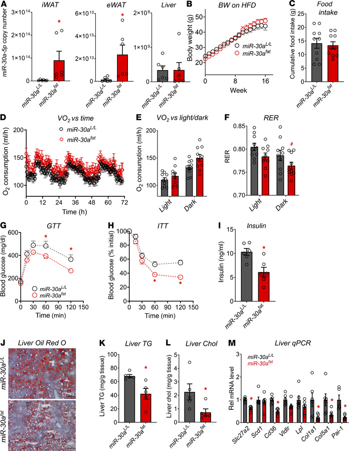 Conditional miR-30a transgenesis in WAT maintains insulin sensitivity in...