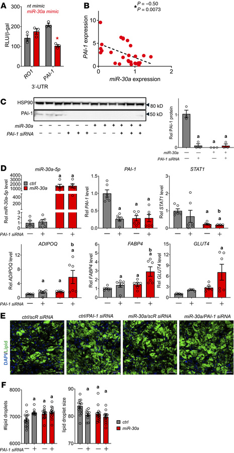 
PAI-1 is a direct target of miR-30a.
(A) Plasmids with negative control...