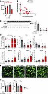 PAI-1 is a direct target of miR-30a.