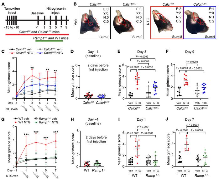 
CalcrliLEC mice treated with NTG exhibit partially ameliorated chronic ...