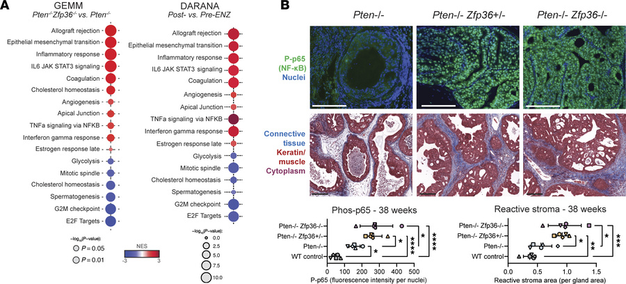 
Zfp36 loss increases an inflammatory prostate cancer phenotype in Pten-...