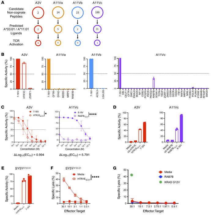 Assessment of TCR crossreactivity to the human proteome.
(A) Identificat...