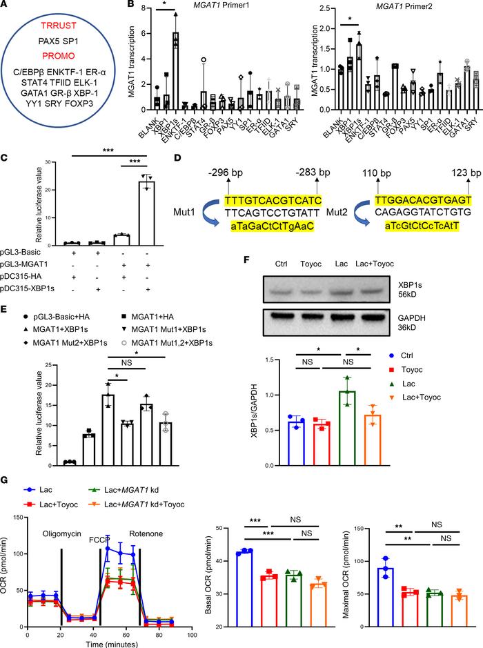 XBP1s is elevated to promote the transcription of MGAT1 in TregN in the ...