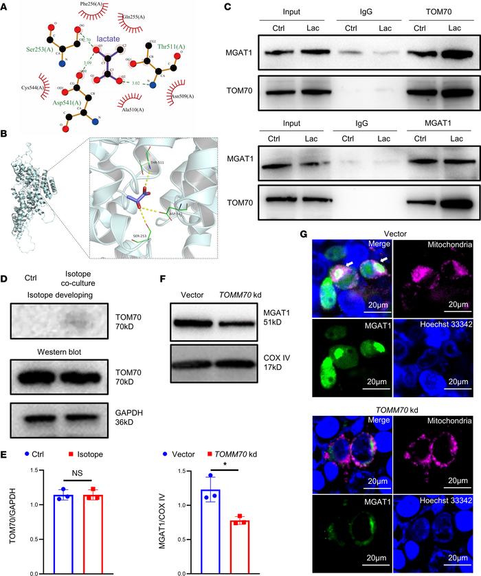 TOM70 is essential for mitochondrial translocation of MGAT1 in TregN in ...