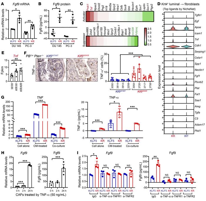 Interruption of Klf5 acetylation upregulates TNF-α in Pten-null tumor ce...