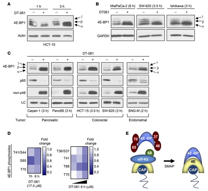 SMAPs promote the accumulation of hypophosphorylated 4E-BP1 in tumor cel...