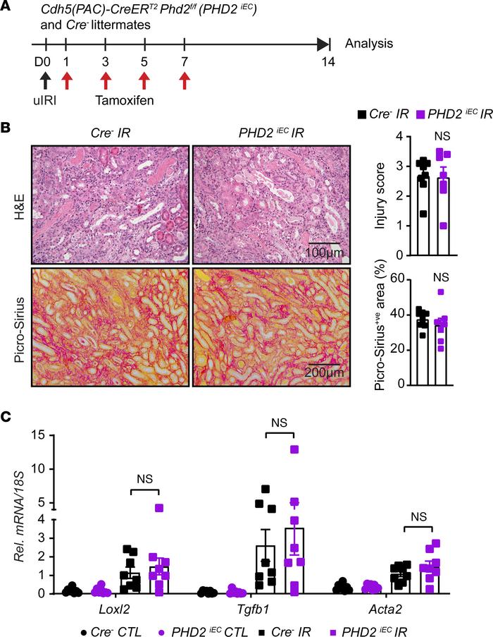 Postischemic inactivation of endothelial PHD2 does not alter postischemi...