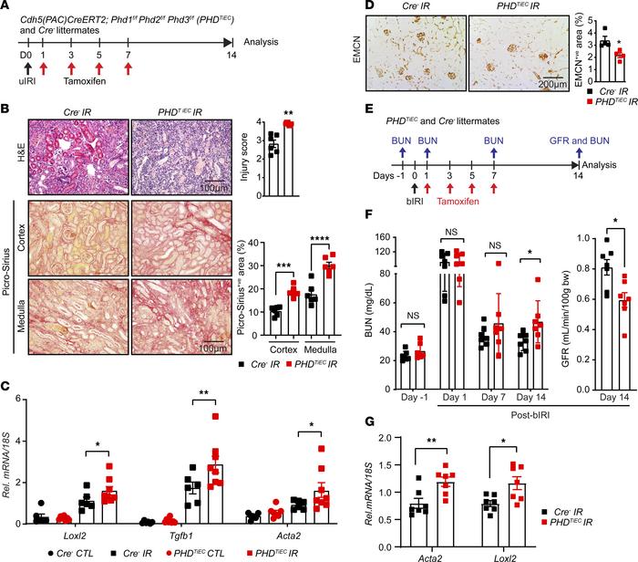 Postischemic simultaneous inactivation of endothelial PHD1, -2, and -3 p...