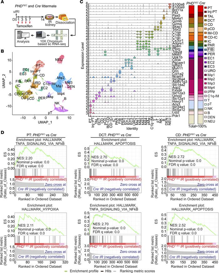 scRNA-Seq analysis reveals the cellular landscape of day 14 postischemic...