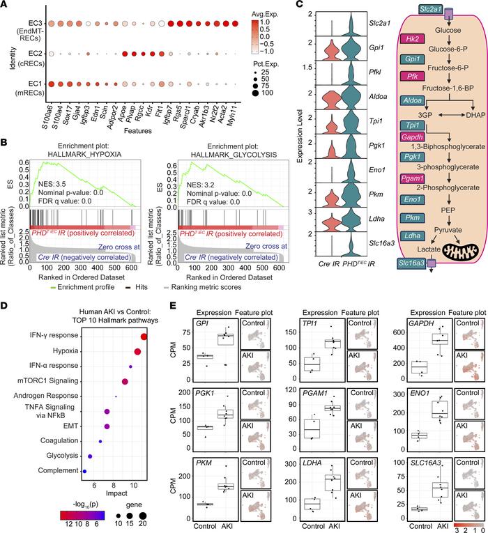 Postischemic endothelial PHD inactivation induces a hypoxia and glycolys...