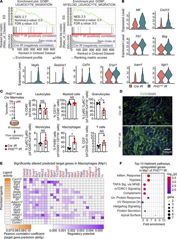Postischemic inactivation of endothelial PHDs induces EC-derived proinfl...