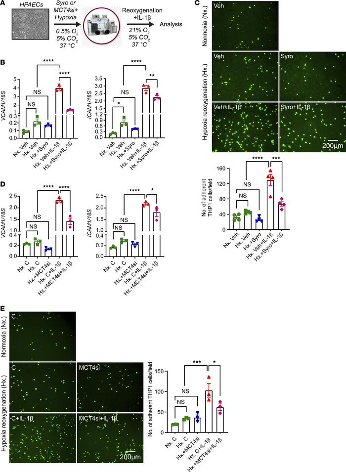 Syrosingopine or MCT4 knockdown suppresses the expression of EC adhesion...