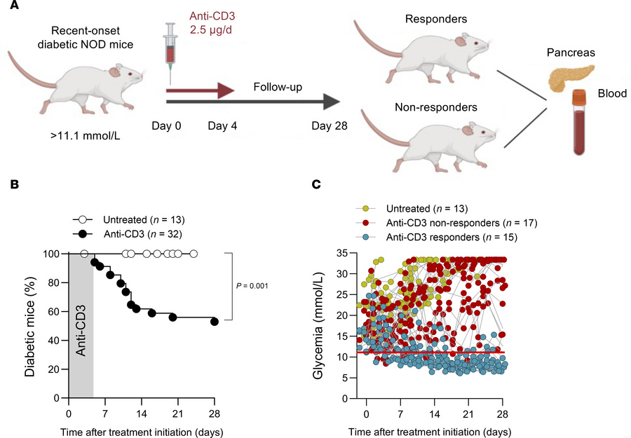 Anti–mouse CD3 study design.
(A) RO NOD mice with blood glucose levels a...