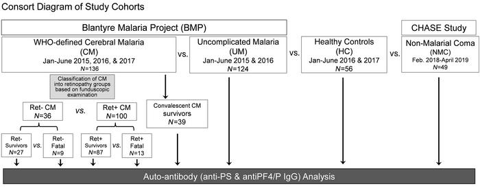 Consort diagram of patient recruitment.
Patient recruitment for the BMP ...