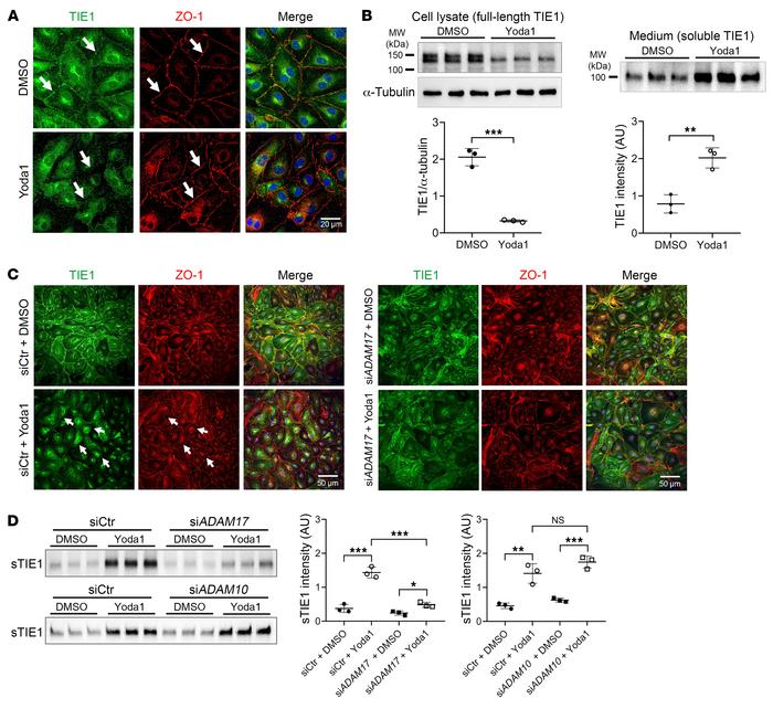 PIEZO1 activation promotes ADAM17-mediated TIE1 shedding in HDLECs.
(A) ...