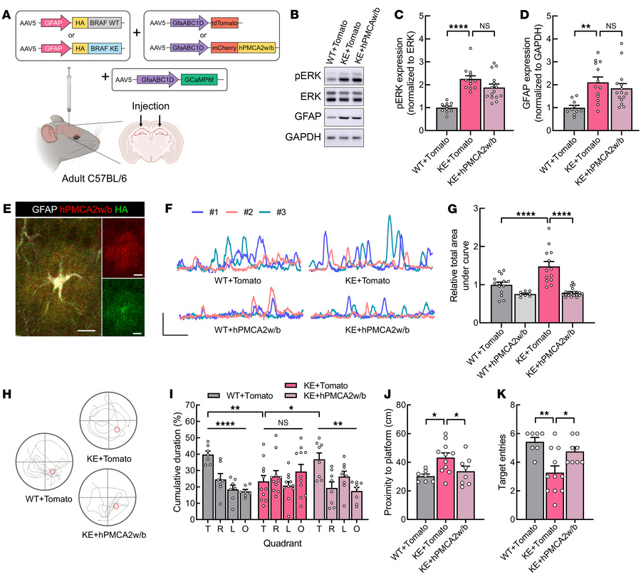JCI - Aberrant ERK signaling in astrocytes impairs learning and memory ...