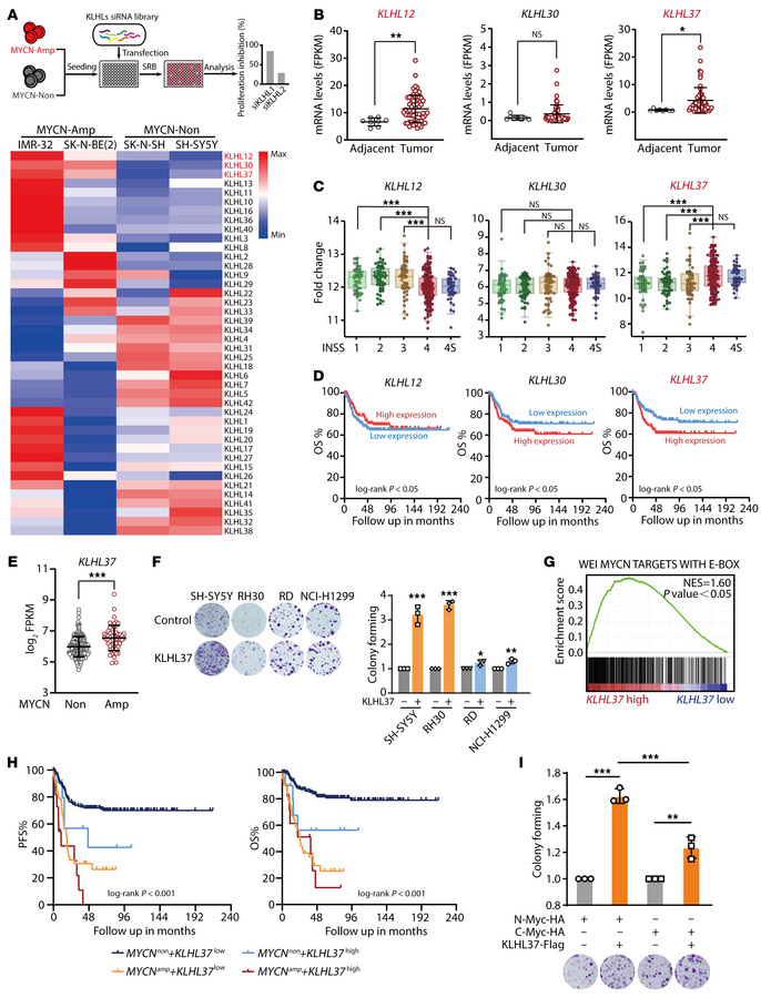 KLHL37 coordinates with N-Myc to promote neuroblastoma progression.
(A) ...