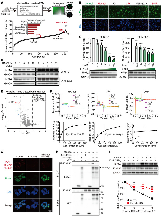 Discovery of RTA-408 as a KLHL37 inhibitor.
(A) Schematic view of the hi...