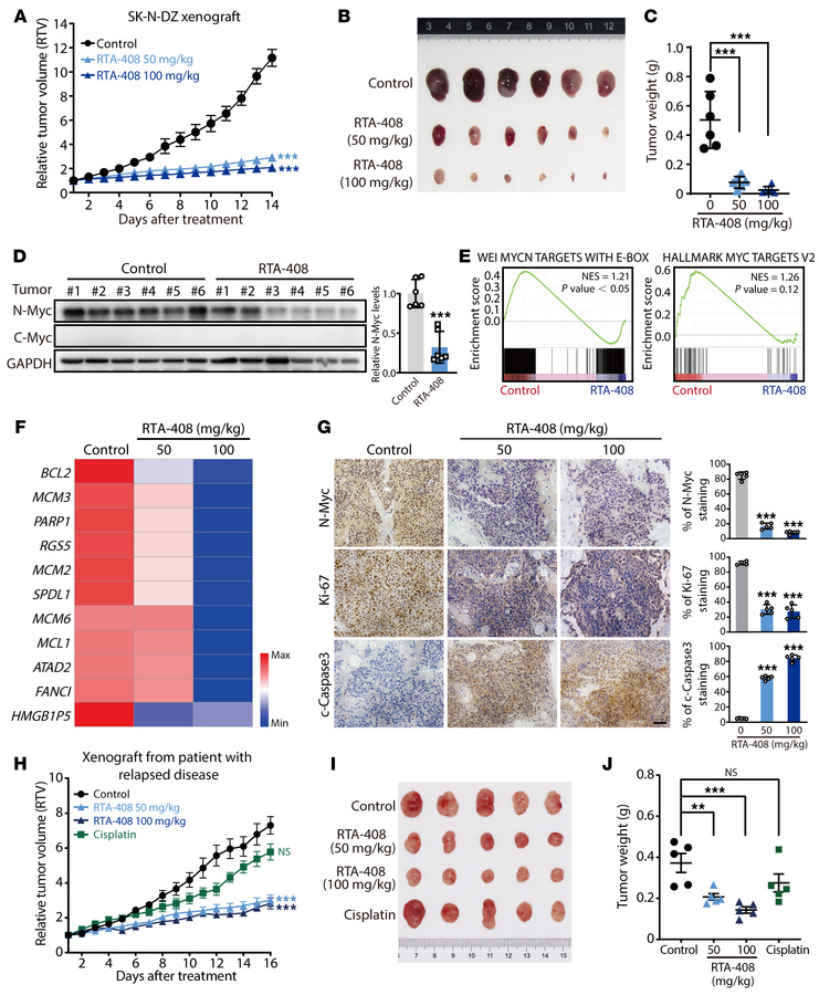 Pharmacological inhibition of KLHL37 arrests tumor growth of MYCN-amplif...