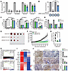 Targeting KLHL37 inhibits the progression of MYCN-amplified neuroblastoma.