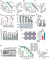 KLHL37 inhibitor exerts superior antitumor effects against MYCN-amplified n
