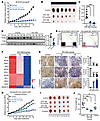 Pharmacological inhibition of KLHL37 arrests tumor growth of MYCN-amplified