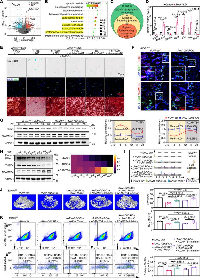 Regulation of BMSCs senescence by endothelial BMAL1 is mediated by the m...