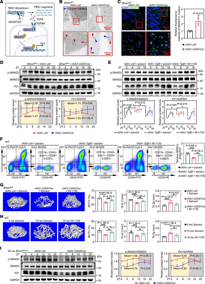 Degradation of FBN1 triggers persistent activation of TGF-β signaling, l...