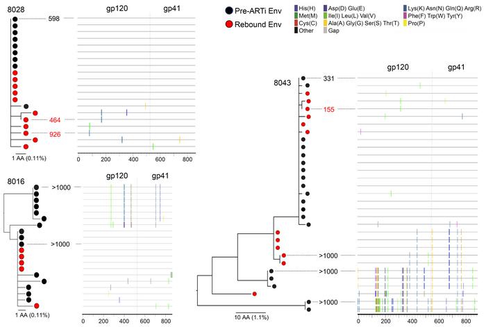 Rebound virus populations in 3 AAi participants.
Maximum-likelihood amin...