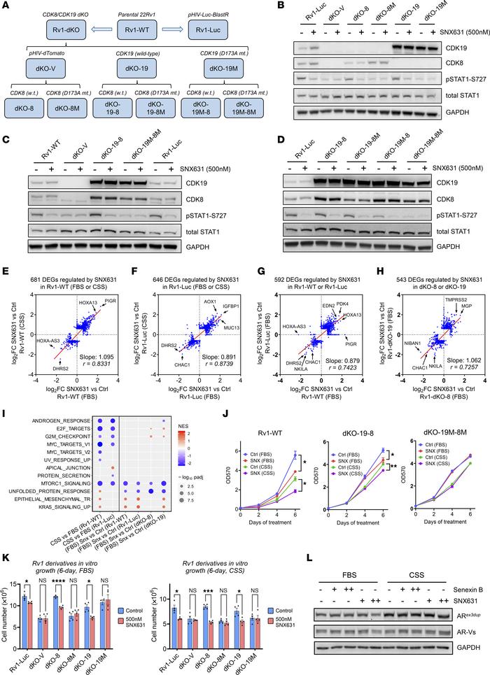 Effects of MKI in 22Rv1 derivatives in vitro.
(A) Scheme of generation o...