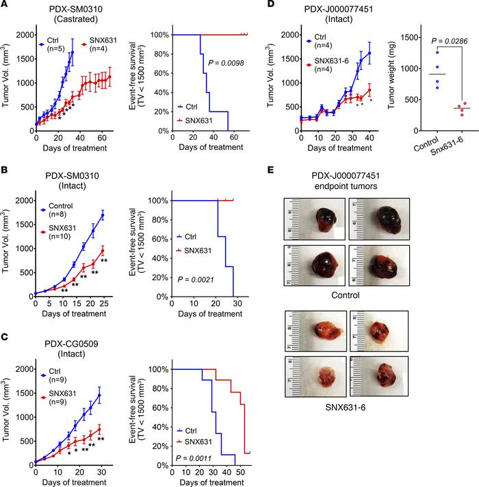 Effects of CDK8/19i on CRPC PDX growth in castrated and intact mice.
(A ...
