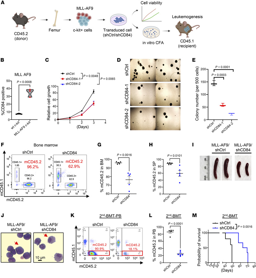 CD84 is essential for AML maintenance in vivo.
(A) Design and procedures...