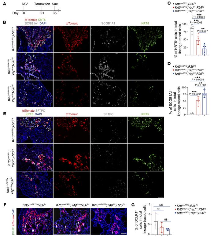 YAP is required for the maintenance of dysplastic KRT5+ cells.
(A) Illus...