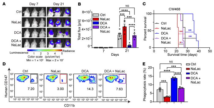 Histone lactylation regulates phagocytosis of GSCs by microglia and macr...
