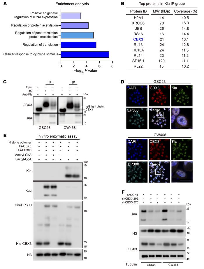 CBX3 promotes histone lactylation by increasing catalytic ability of EP3...