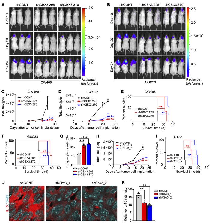 CBX3 knockdown increases phagocytosis in vivo and prolongs survival of t...