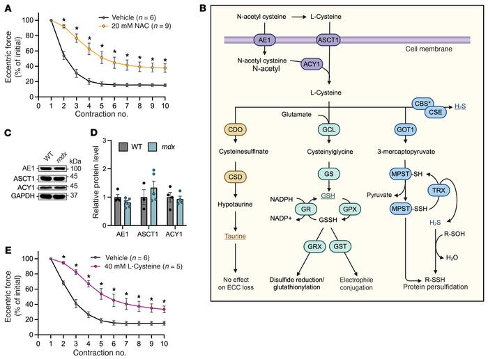 NAC-dependent protection of mdx muscle against ECC force loss is mimicke...
