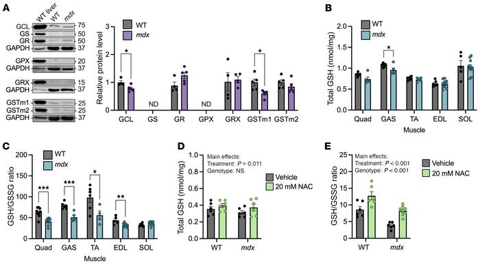 NAC treatment of mdx muscle restores reduced GSH to WT levels.
(A) Repre...